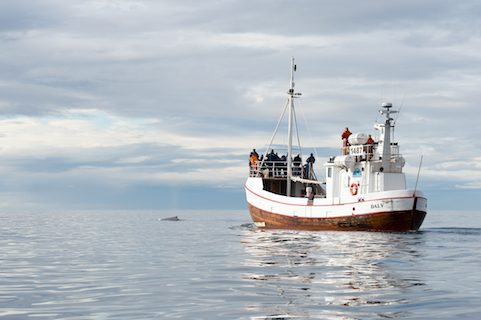 whale watching boat