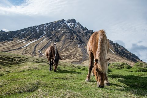 majestic wild horses