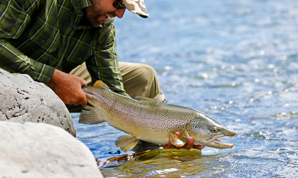 angler holding a brown trout