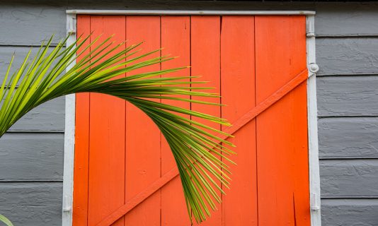 Bright Orange Door with Palm Tree - Bahama House - Eleven Experience