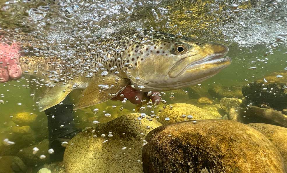 a brown trout in new zealand