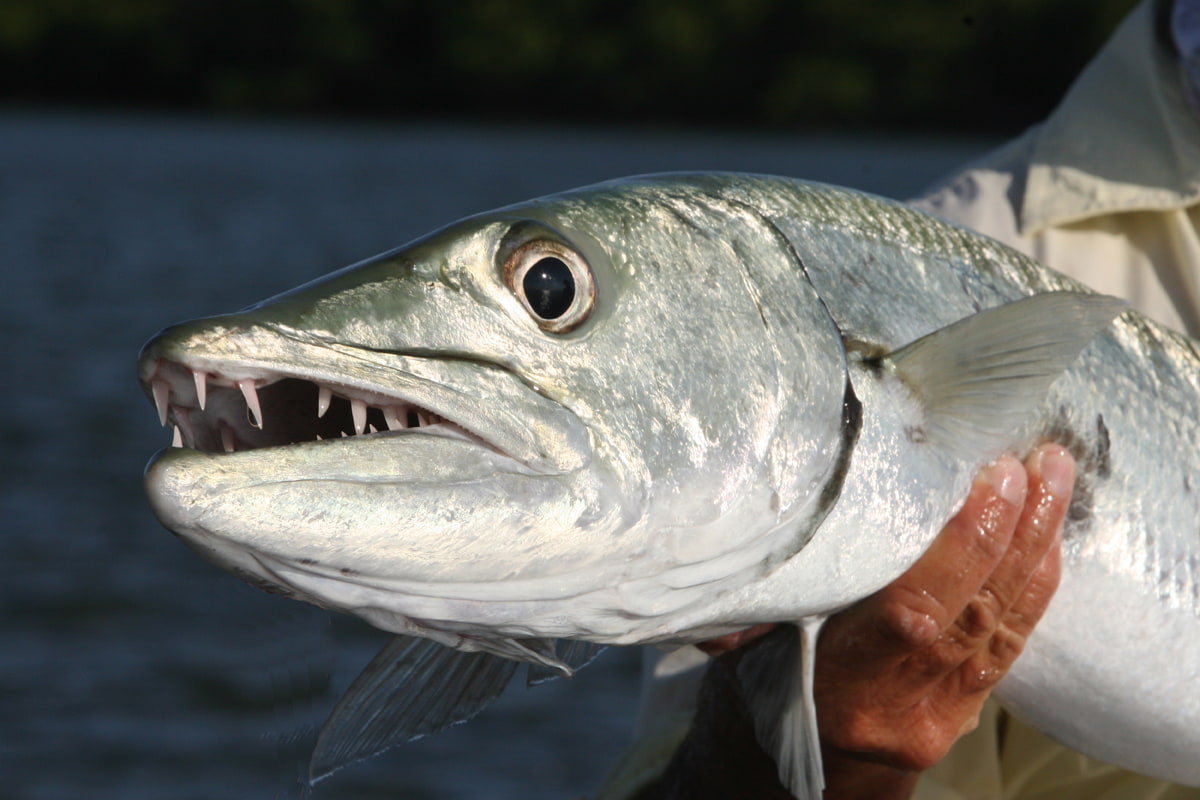 Eleven Angling shark cuda