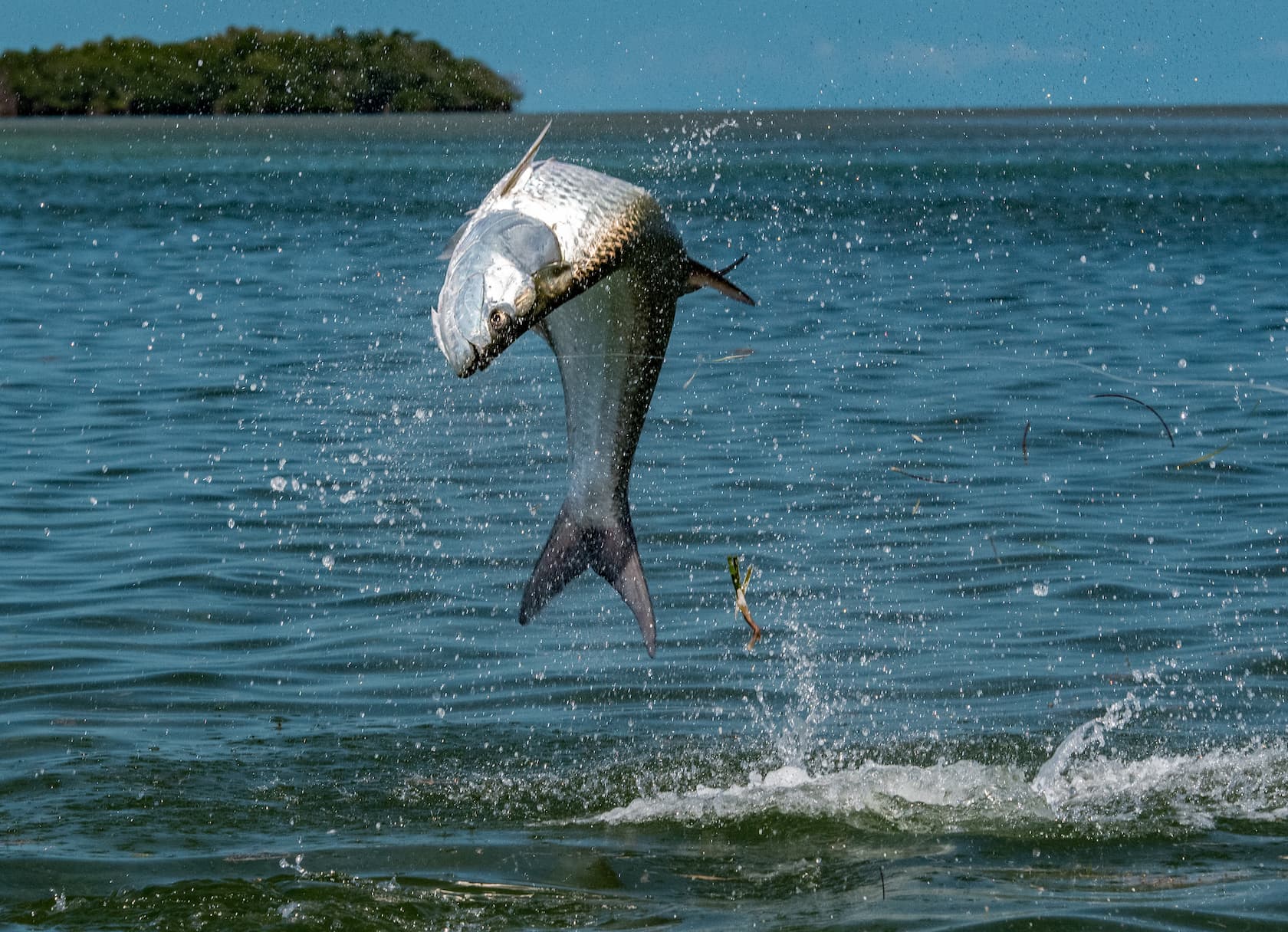 Tarpon Tips from Andy Mill