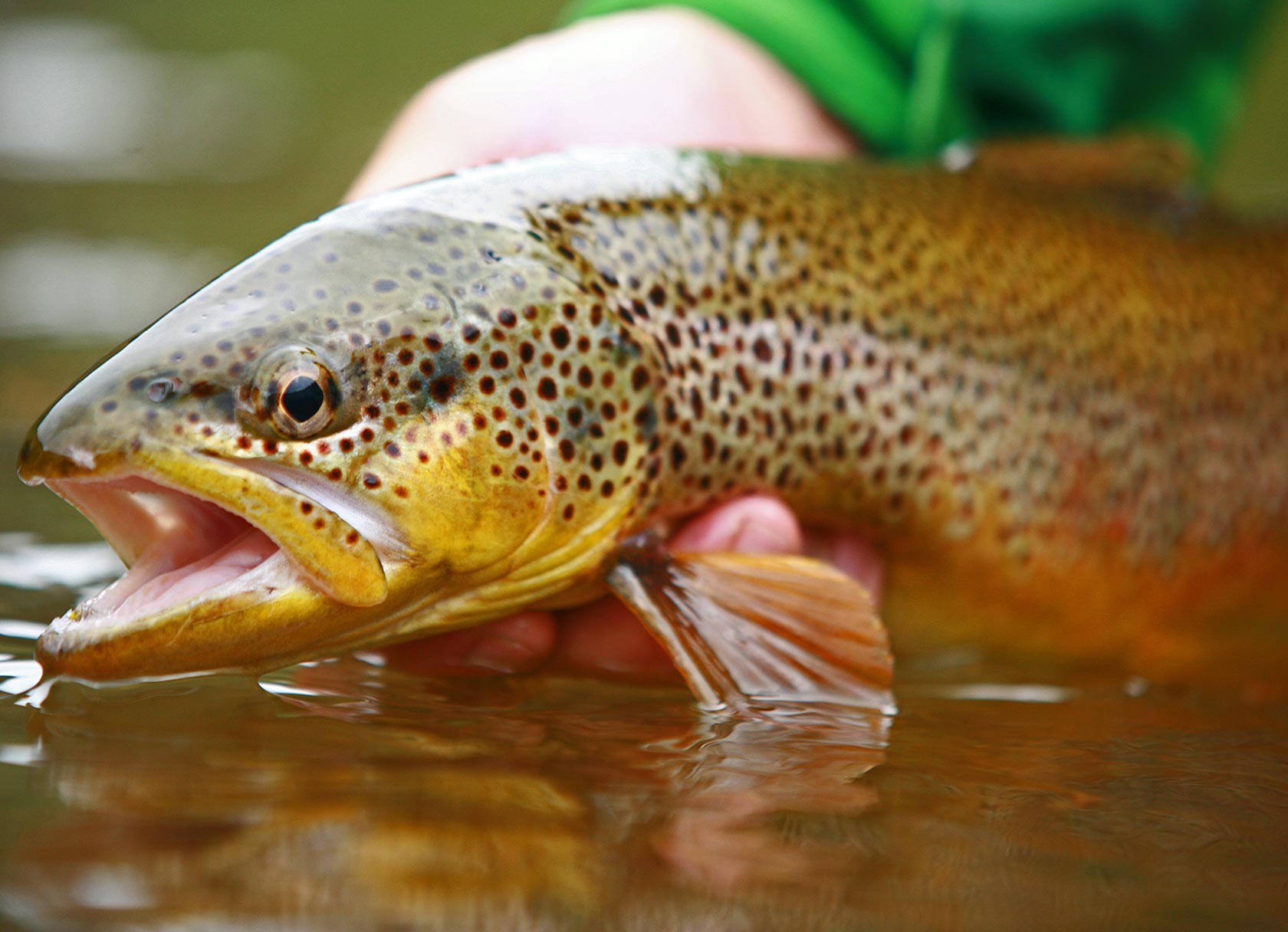 Cutthroat Trout from Eleven Experience Angling Adventure