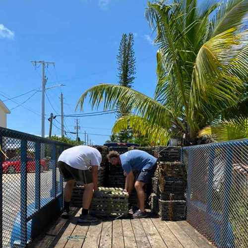 Finding a ghost trap during the Atlantic ocean clean up in Key West, Florida