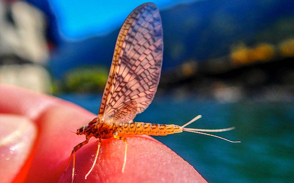 Mayfly hatch used for premium Patagonia Fly Fishing adventure