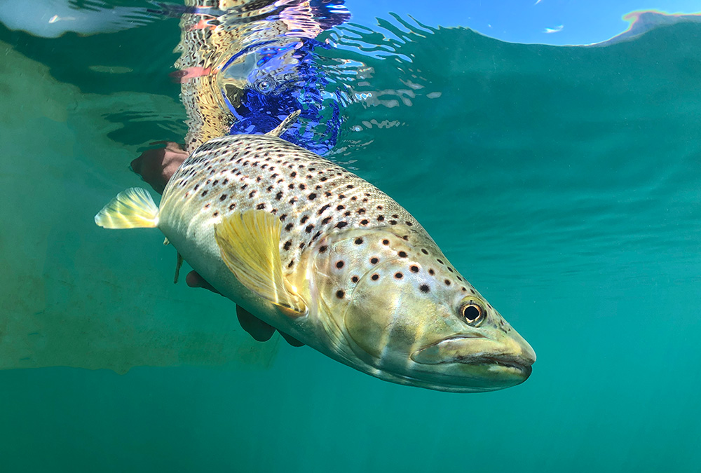 Large brown trout - fly fishing with Eleven Experience
