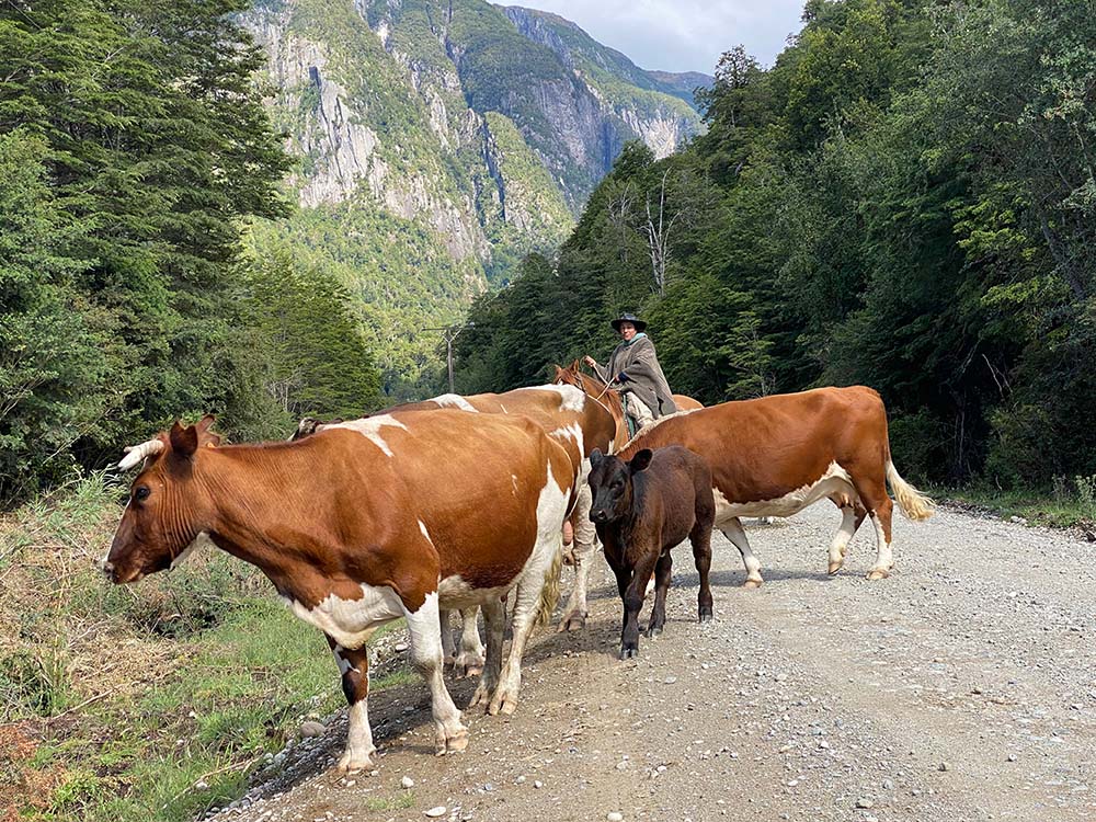 Chilean cattle and local Patagonia traffic near Martin Pescador Lodge