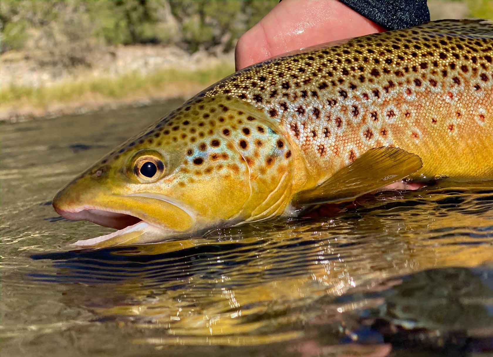 Colorado Trout Fishing Report for August