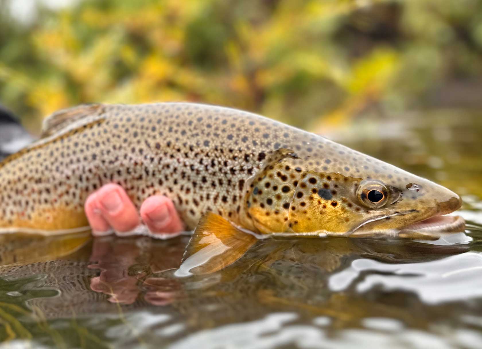 September Trout Fishing Updates from Colorado 