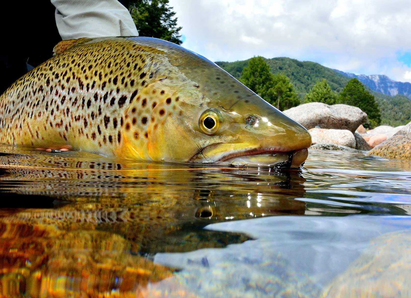 Fly Fishing the South Island
