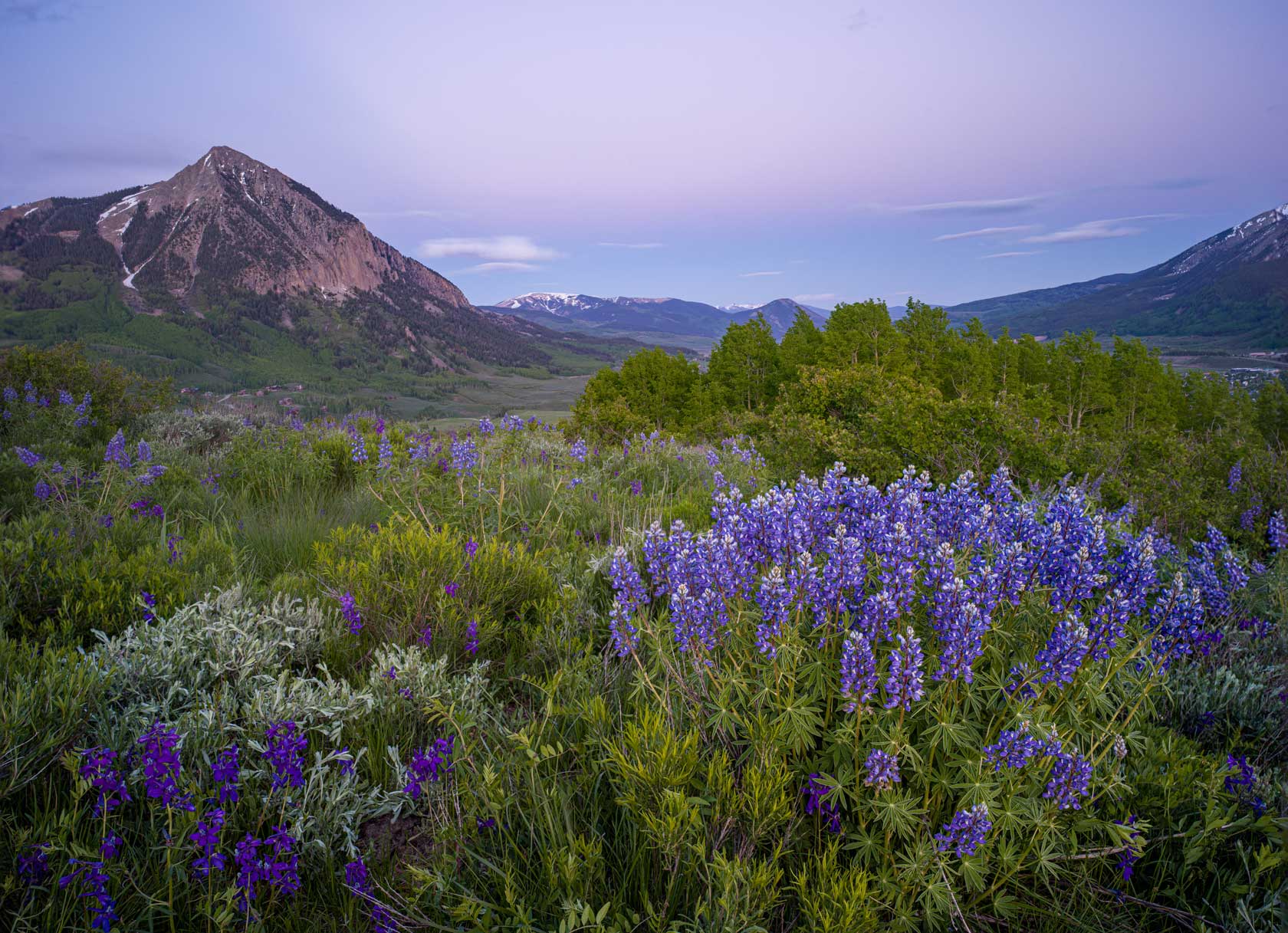 A Guide to Discovering Crested Butte Wildflower Season